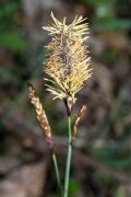 Carex flacca